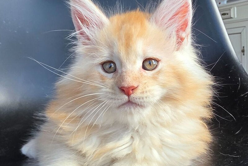Kvest Maine Coon male red silver ticked tabby - live animals