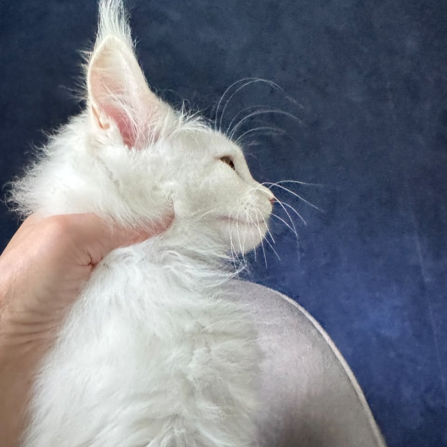 Juror Maine Coon male, red silver chinchilla