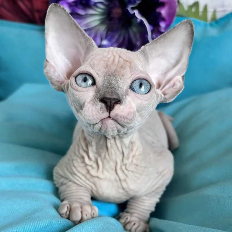 Bazis Canadian Sphynx male, blue pointed bicolour