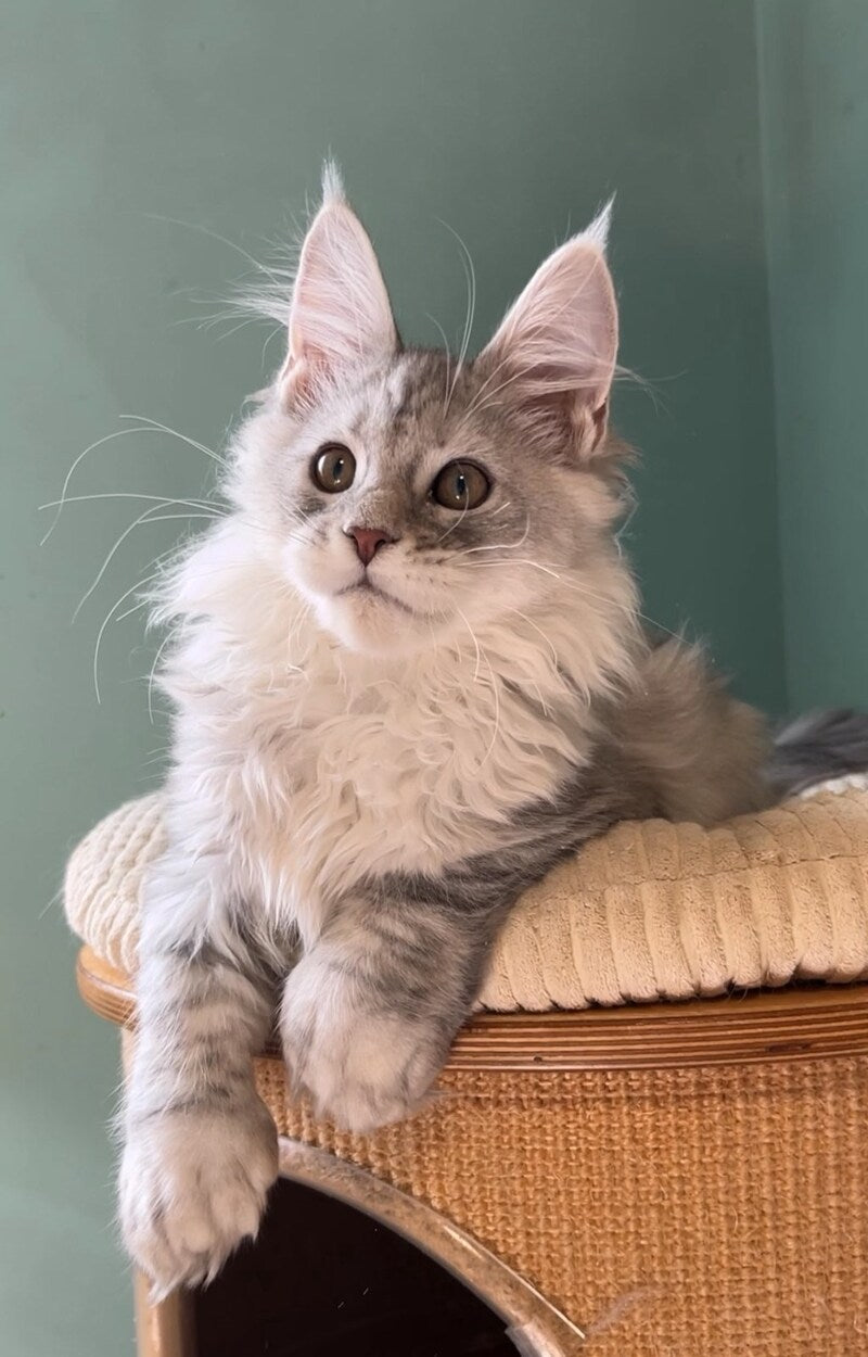 Bumblebee Maine Coon male, black silver spotted tabby
