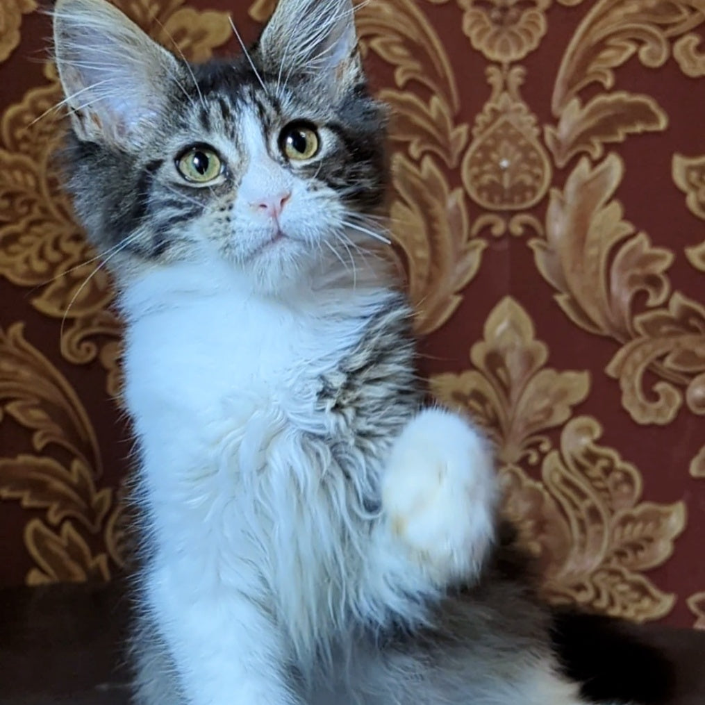 Holika Maine Coon female, black tabby with white