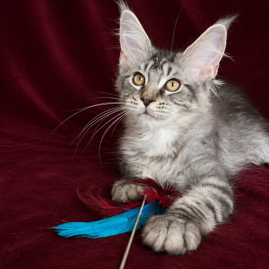 Ivory Maine Coon male, black silver tabby