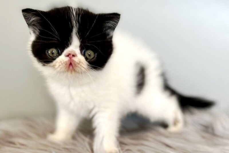 Zorro Exotic male, black van