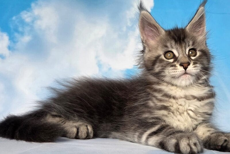 Quelea Maine Coon female, black silver tabby