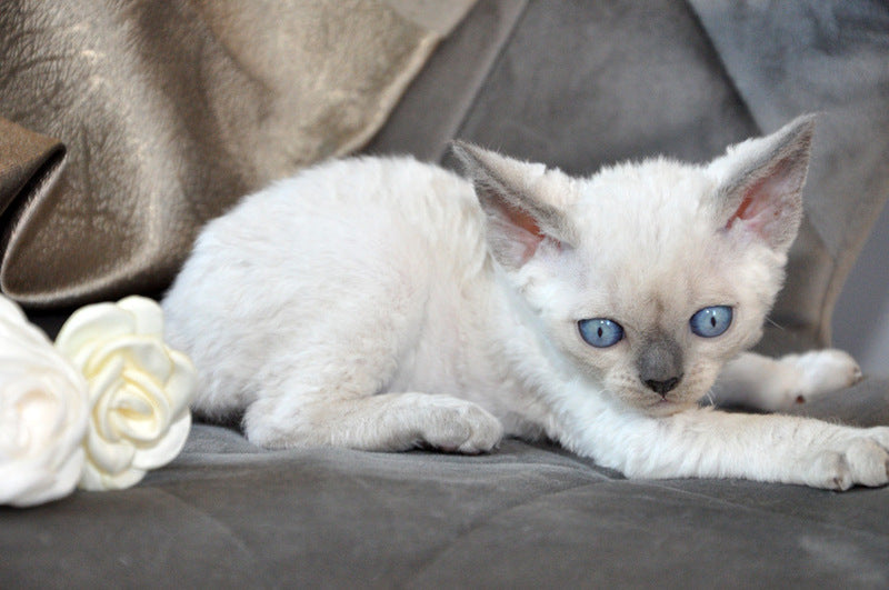 Agatha Devon Rex female, blue pointed