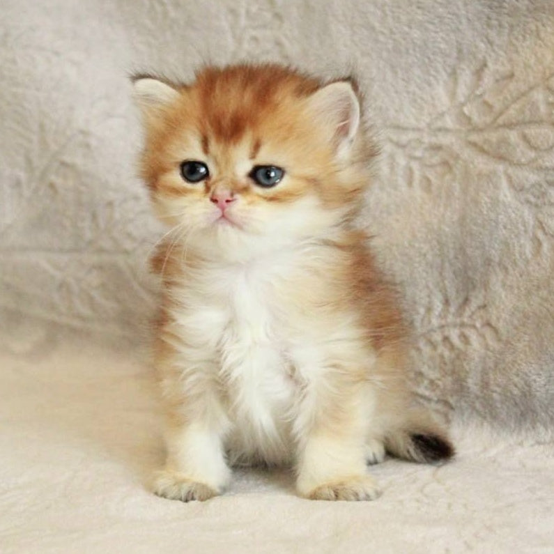 Lili British Longhair female, black golden shaded