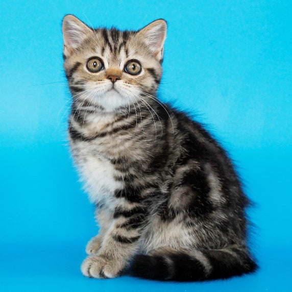 Yanessa British Shorthair female, black tabby