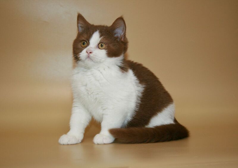 Jonathan British Shorthair male, cinnamon bicolour