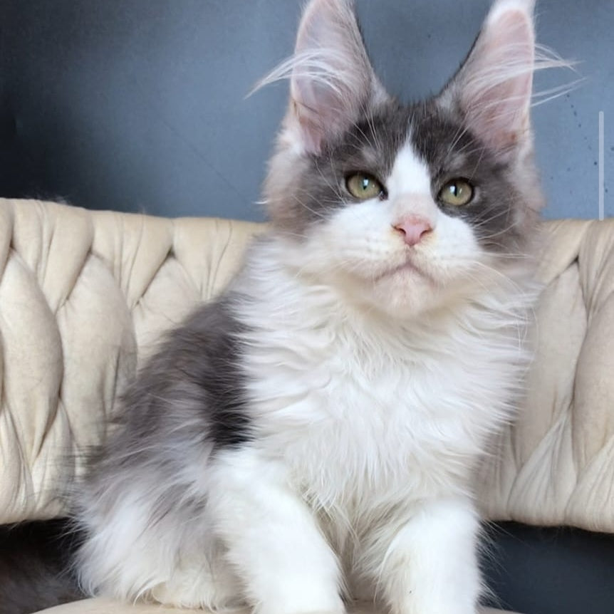 Casanova Maine Coon male, black silver bicolour