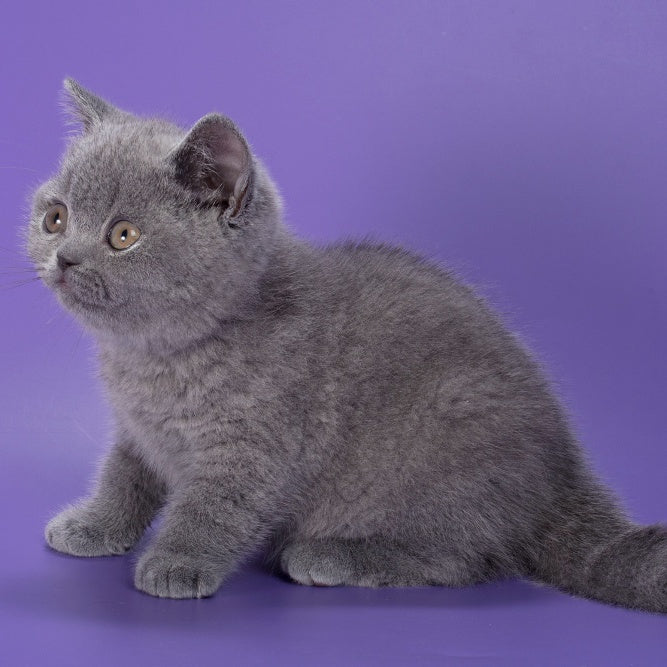 Neville British Shorthair male, blue