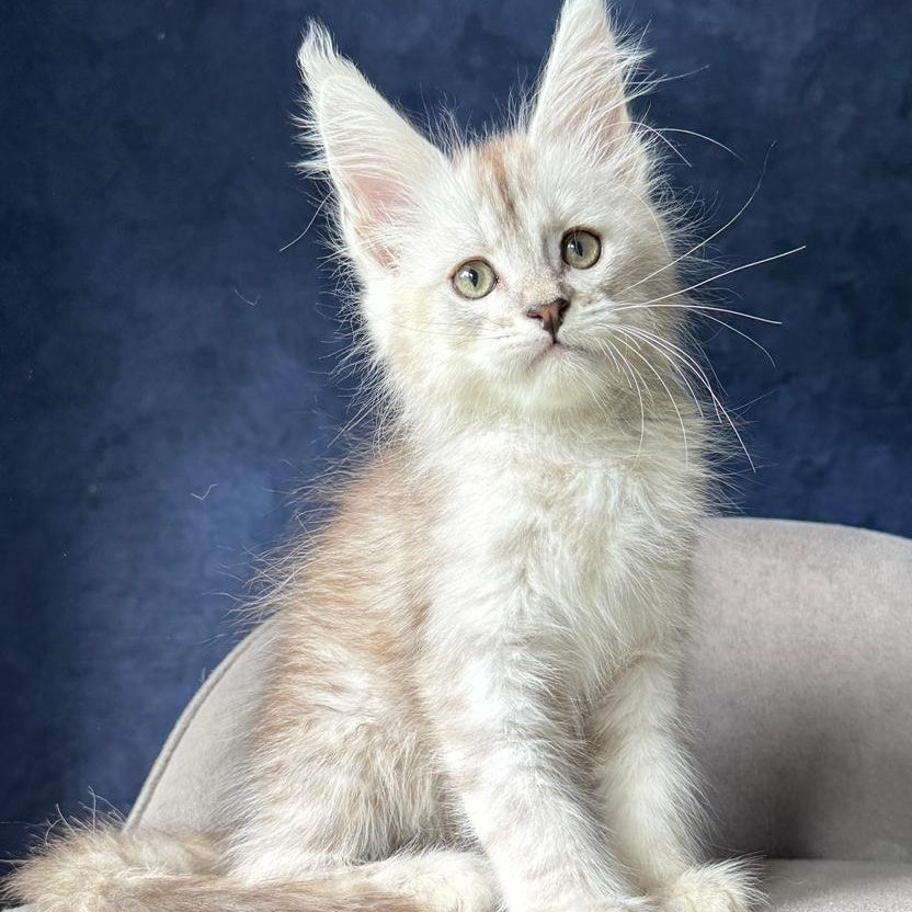 Wabach Maine Coon male, black silver spotted tabby
