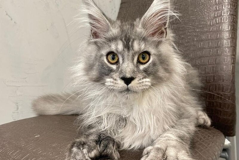 Dankos Maine Coon polydactyl male, black silver ticked tabby
