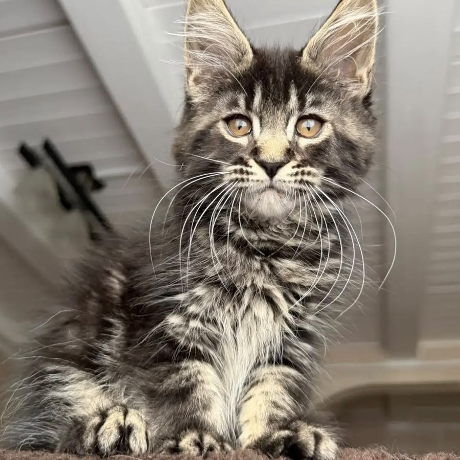 Chipper Maine Coon female, black tabby