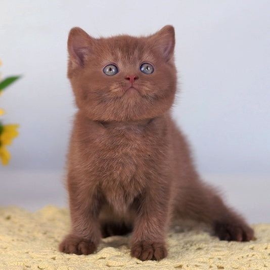 Lord British Shorthair male, cinnamon