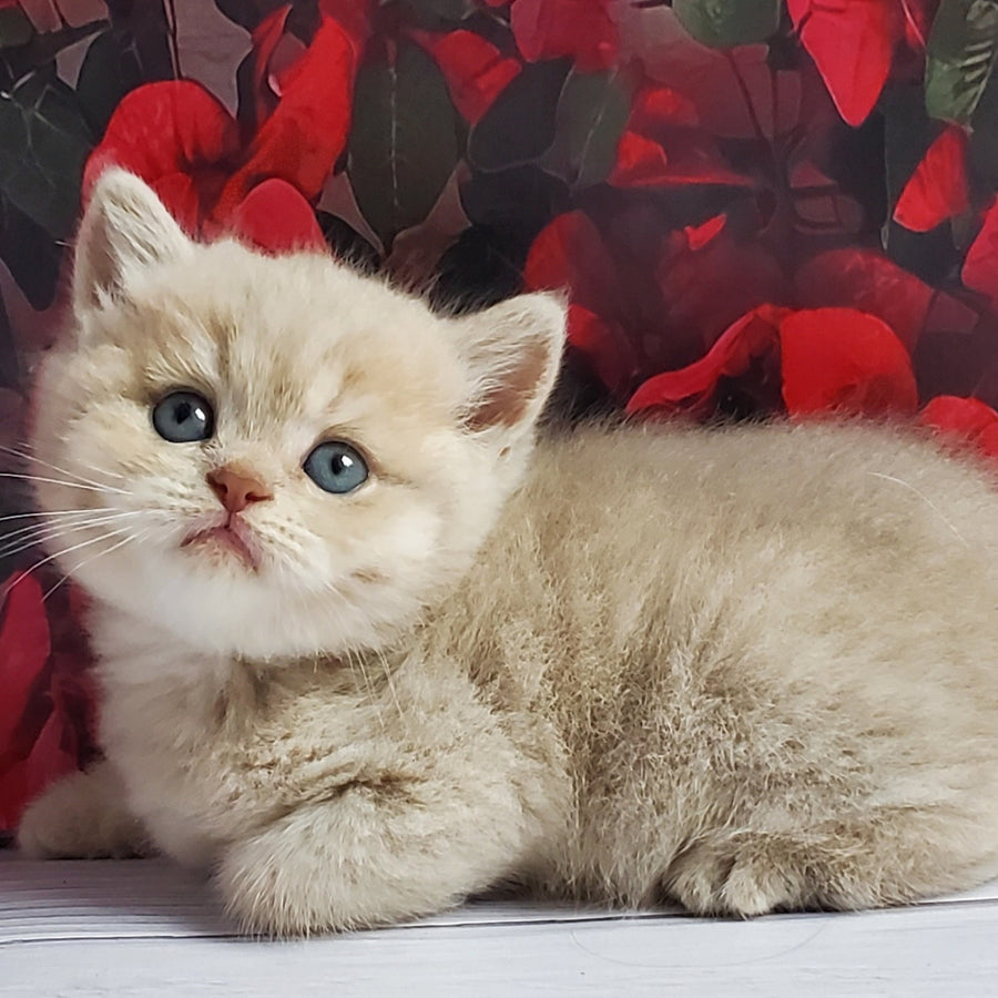 Holden British Shorthair male, lilac golden shaded