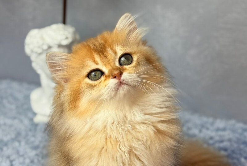 Dasha Scottish Straight female black golden shaded - live animals