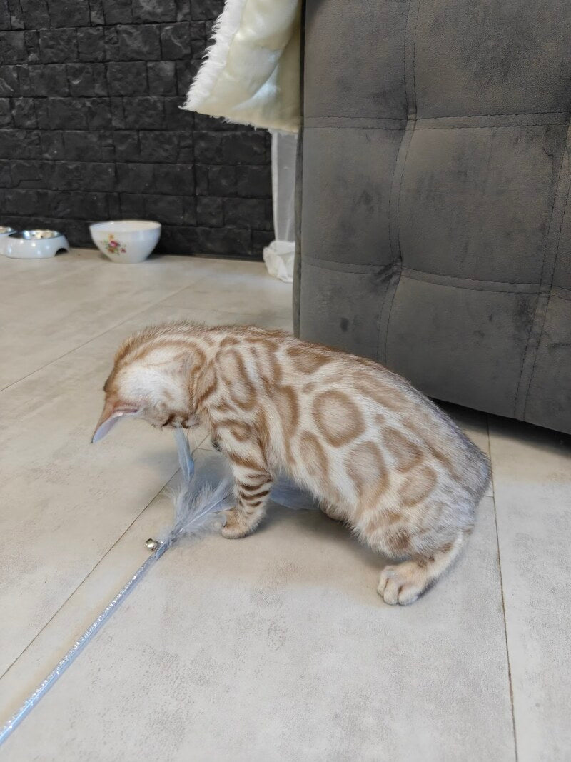 Henly Bengal male black spotted tabby pointed - live animals