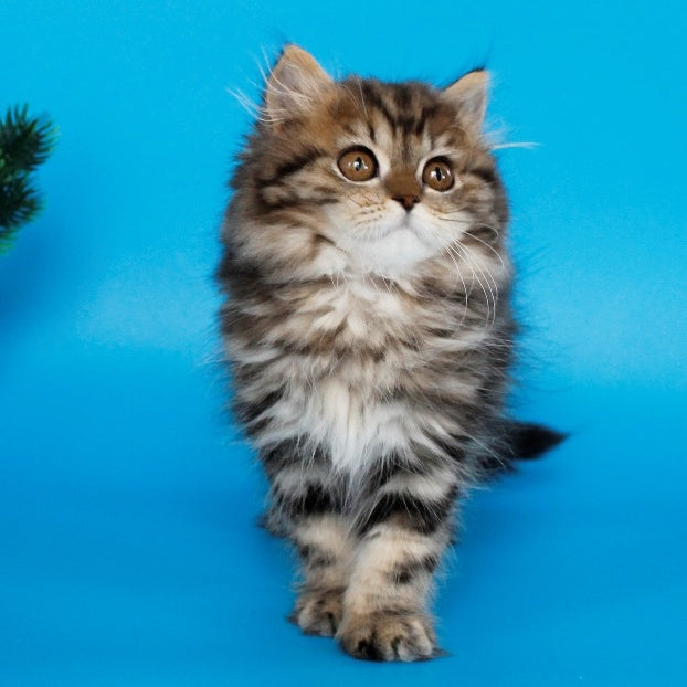 Bianka British Longhair female, black tabby
