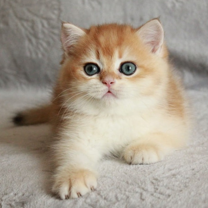 Khan British Shorthair male, black golden chinchilla
