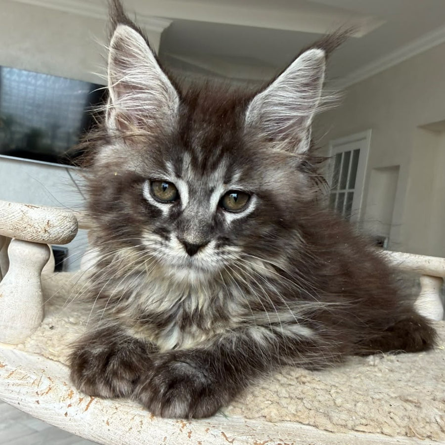 Ornela Maine Coon female, black silver tabby