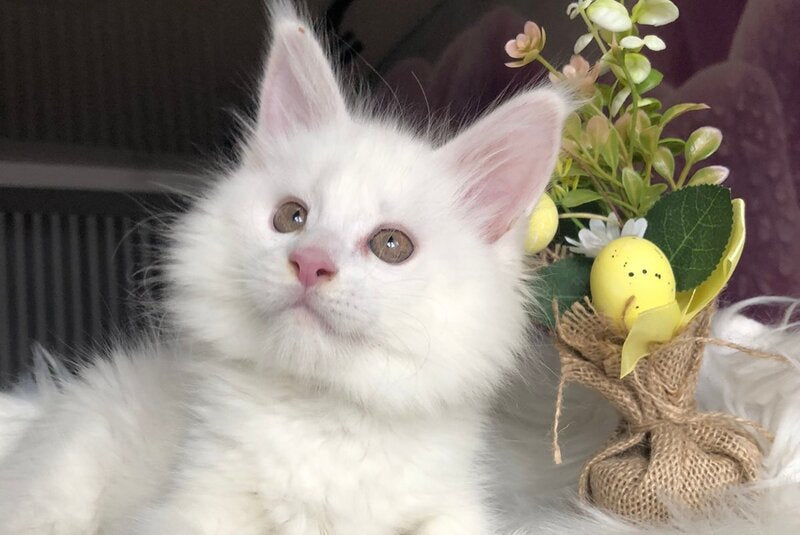White Angel Maine Coon male white - live animals