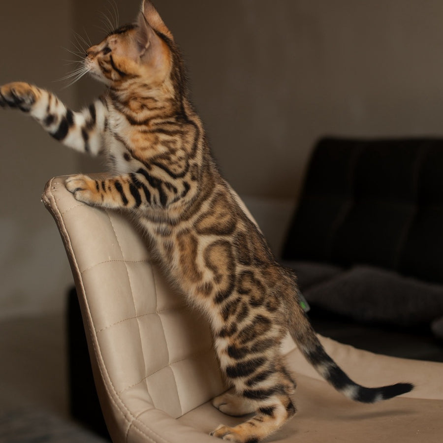 Marvel Bengal male, black spotted tabby