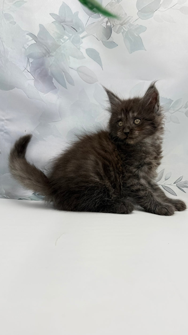 Angor Maine Coon male, black silver