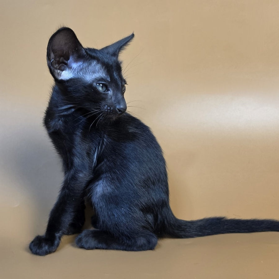 Fenrir Oriental Shorthair male, black