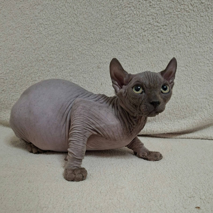 Stif Elf male, blue with white