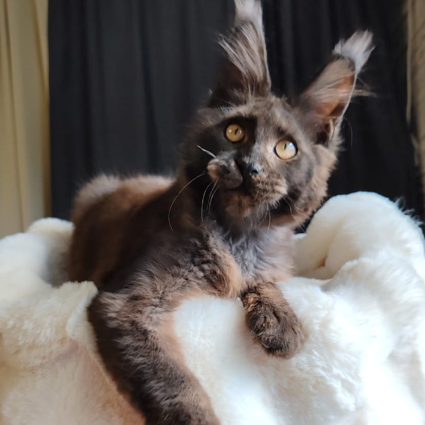 Sarhan Maine Coon male, black silver