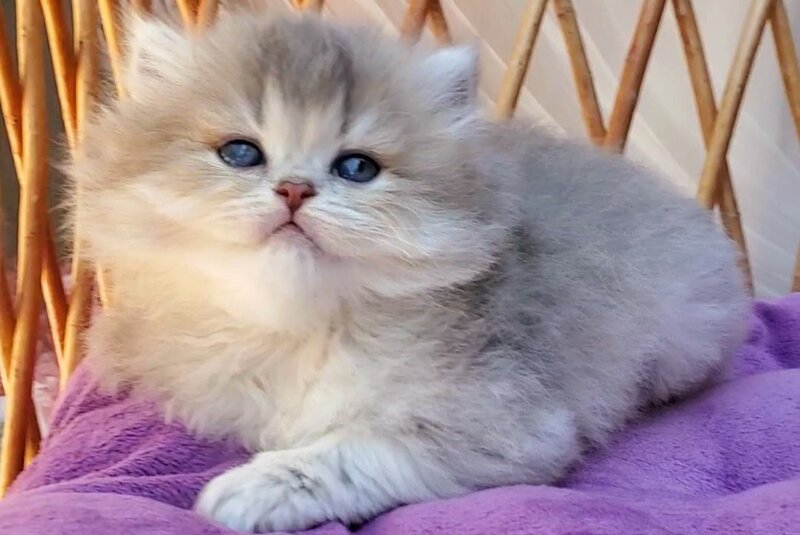 Zlata British Longhair female blue golden ticked tabby - live animals