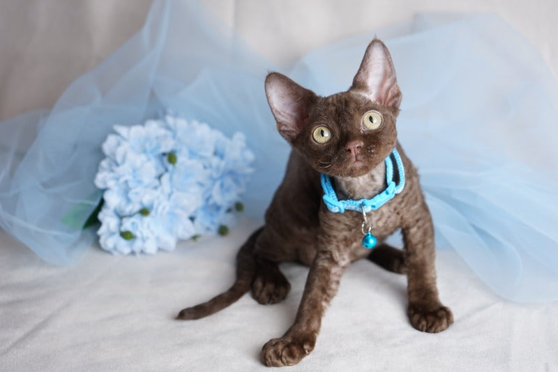 Makar Devon Rex male chocolate - live animals