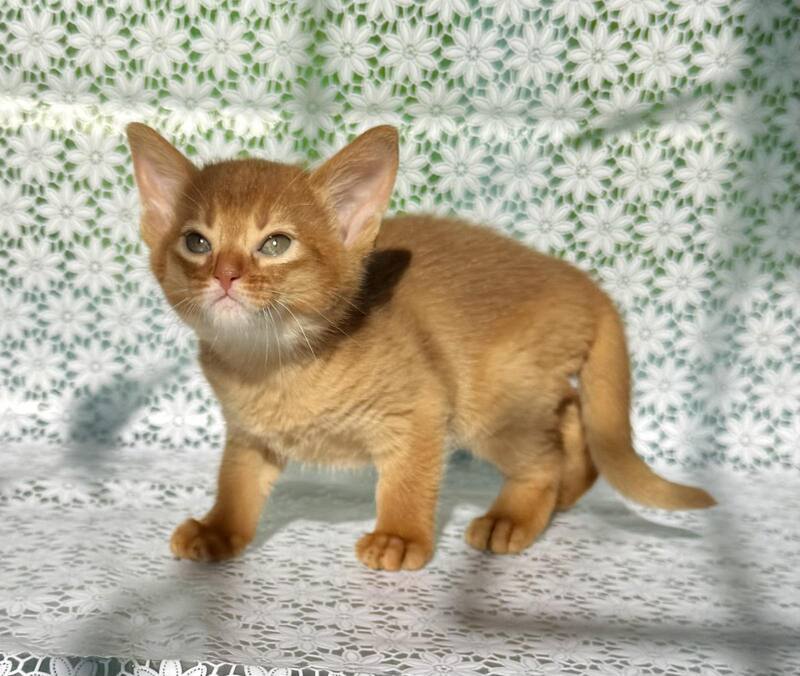 Bakara Abyssinian female sorrel - live animals