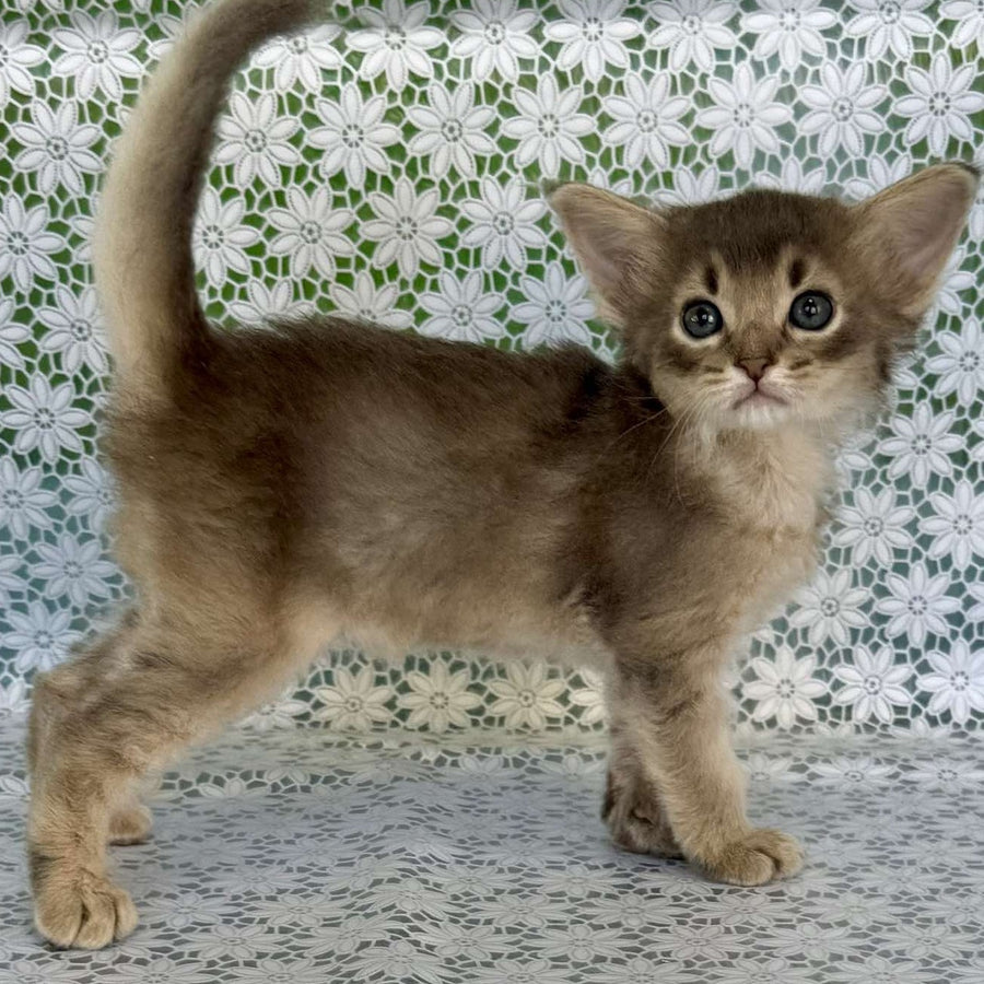 Іzumrud Somali male, blue