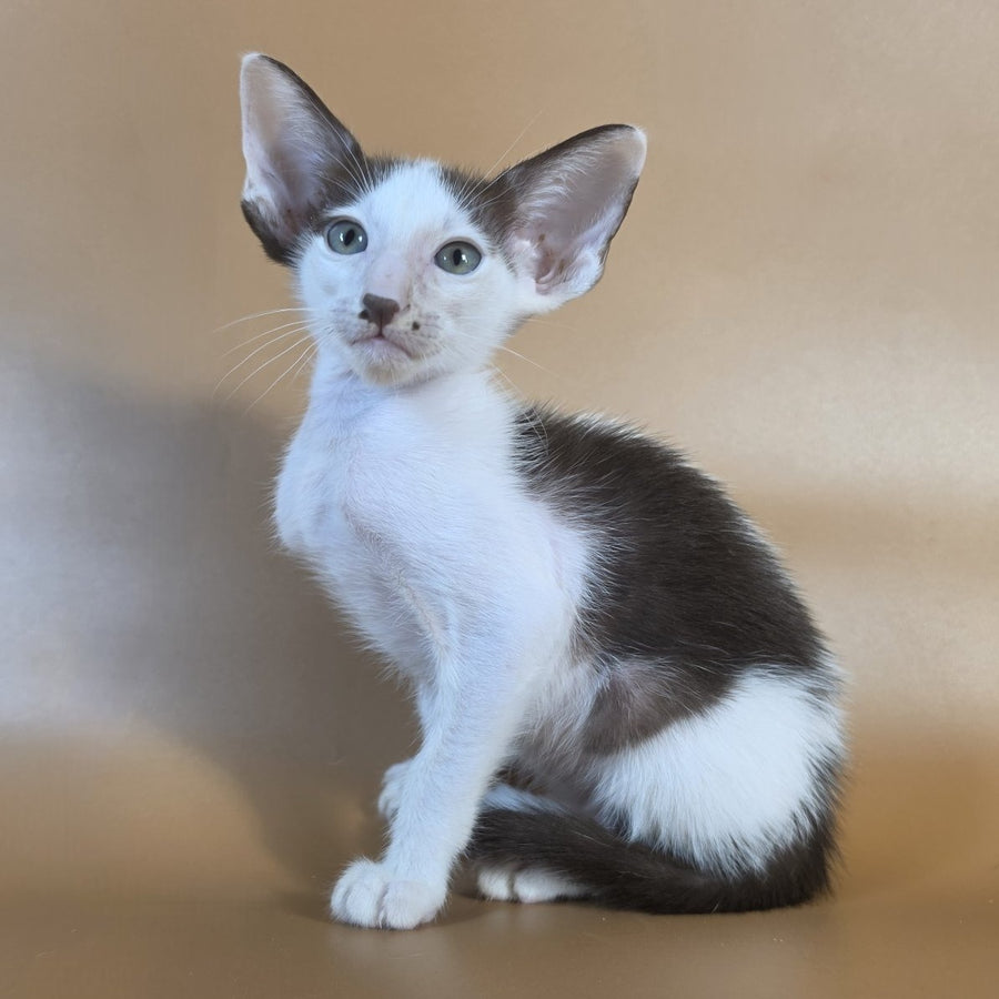 Cookie Oriental Shorthair male, chocolate van