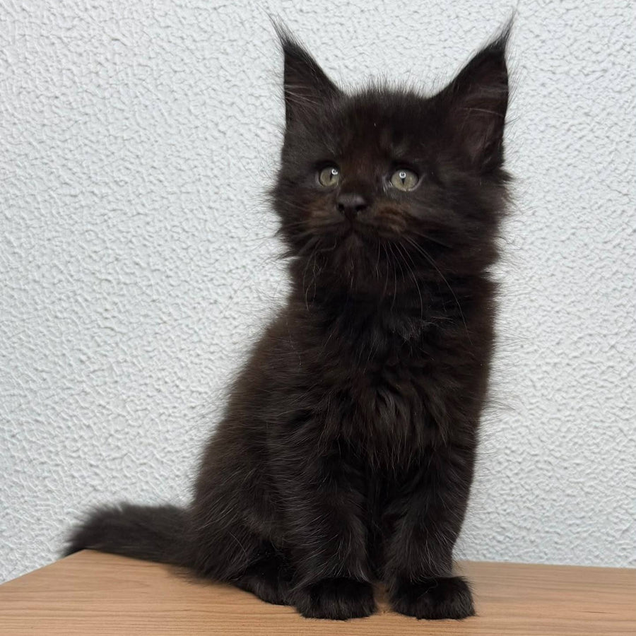 Bagheera Maine Coon female, black with white
