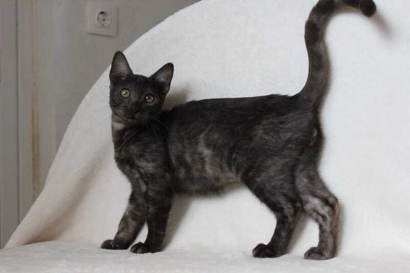 Ponti Bengal male, black silver