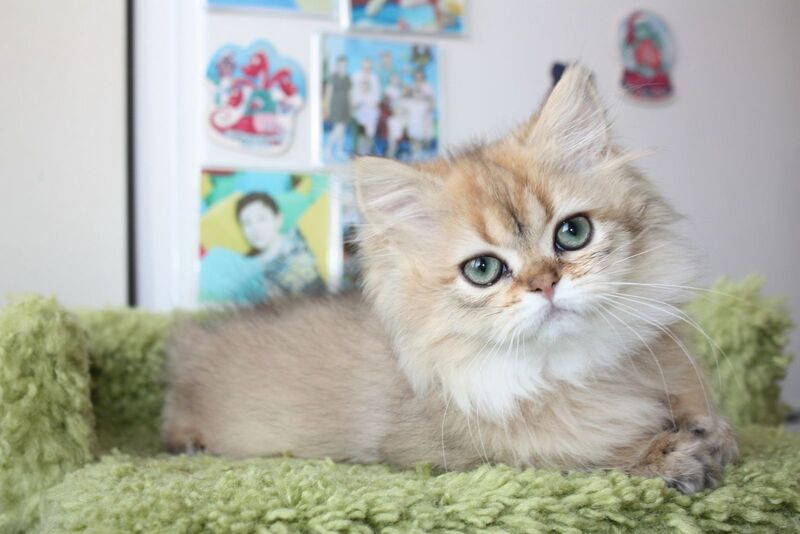 Erta Scottish Straight female, black ticked tabby