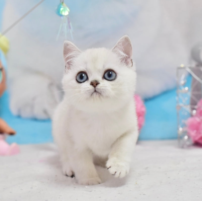 Diamond British Shorthair male, black silver shaded pointed