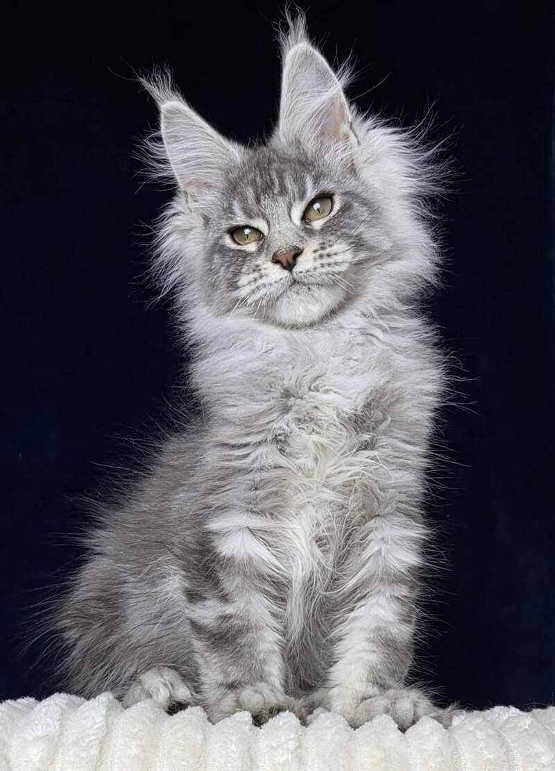 Caruso Maine Coon male, black silver tabby