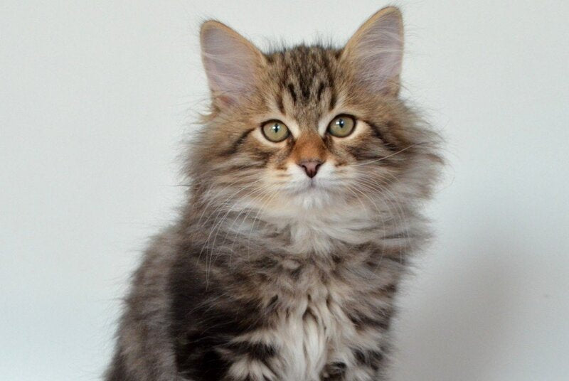 Sidney Siberian male, black tabby