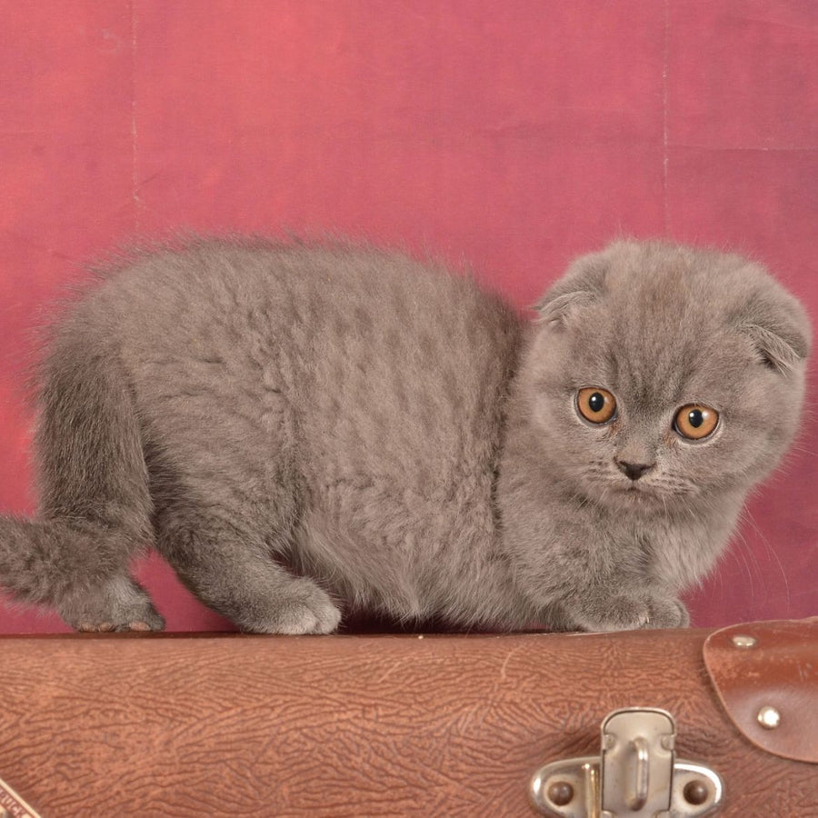 Marshmellow Munchkin male, blue