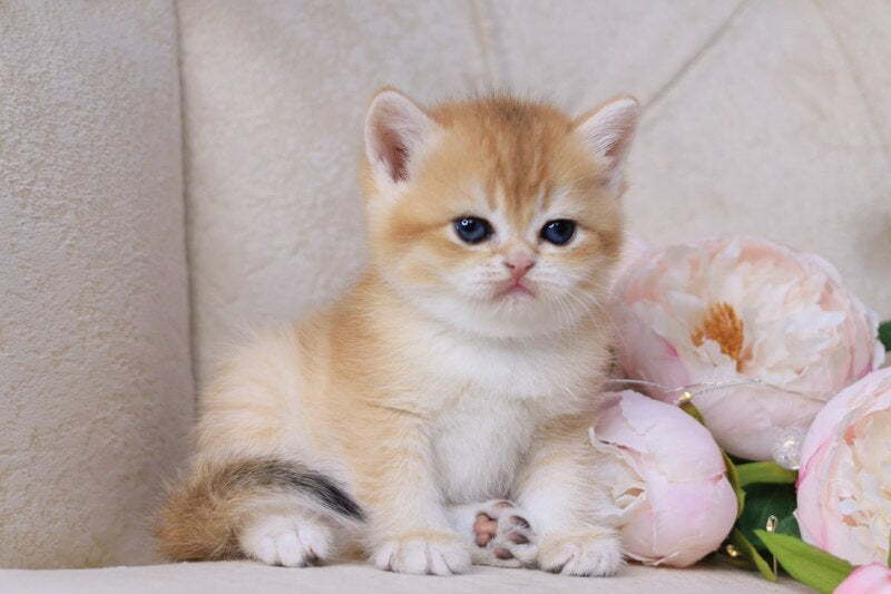 Salvi British Shorthair male black golden chinchilla - live animals