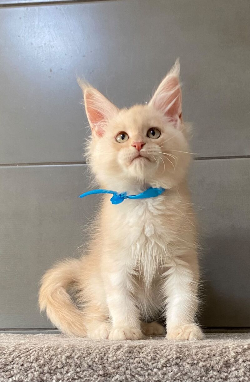 Wakayama Maine Coon male, cream silver tabby
