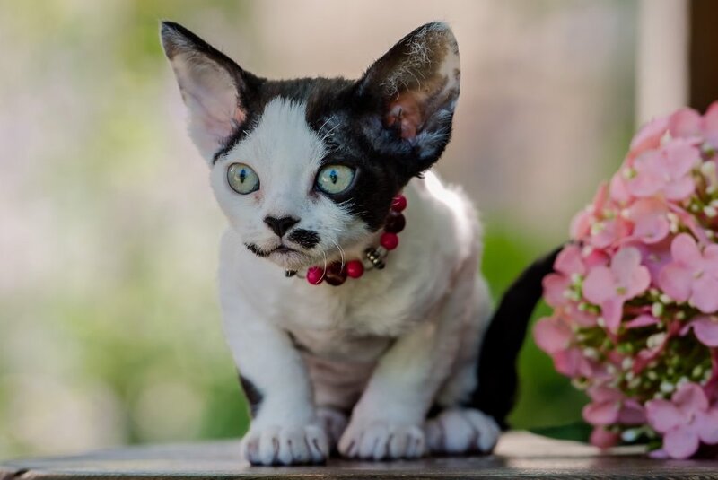 Lelya Devon Rex female, black harlequin