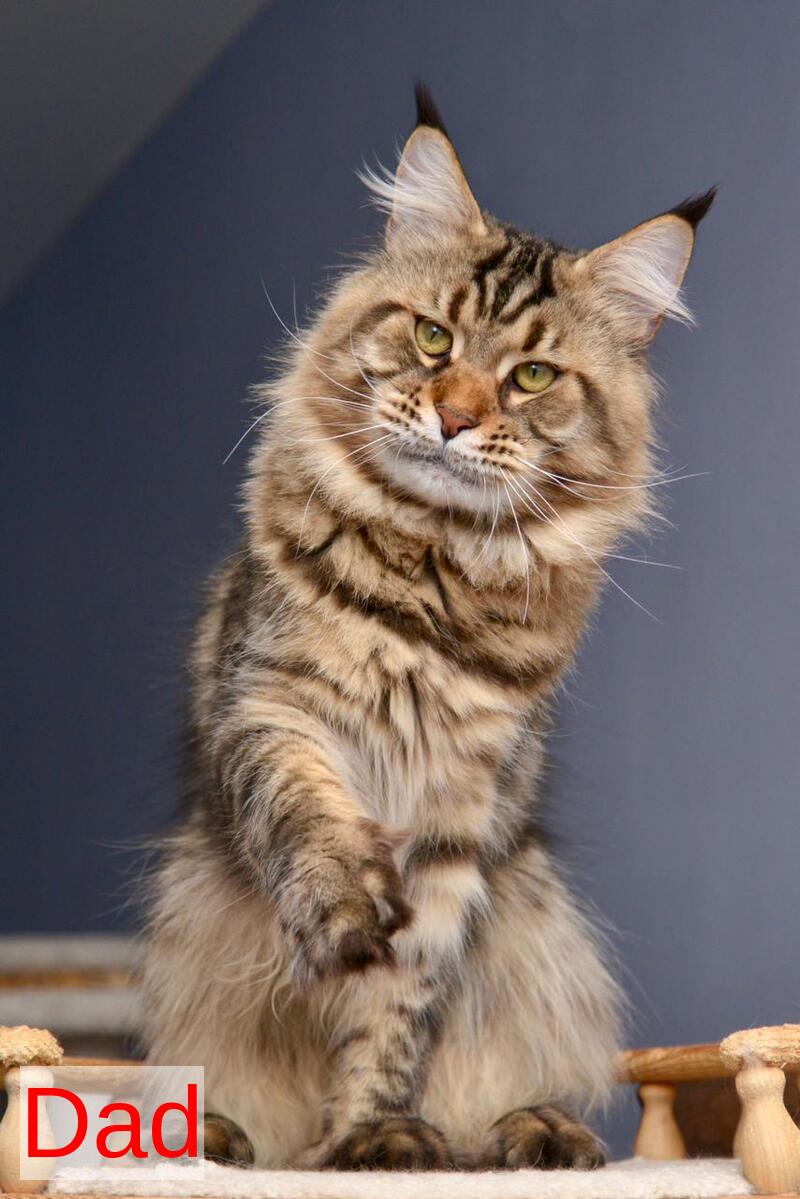 Whitewood Maine Coon male black tabby - live animals