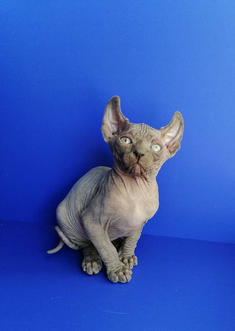 Gamlet Elf male, blue