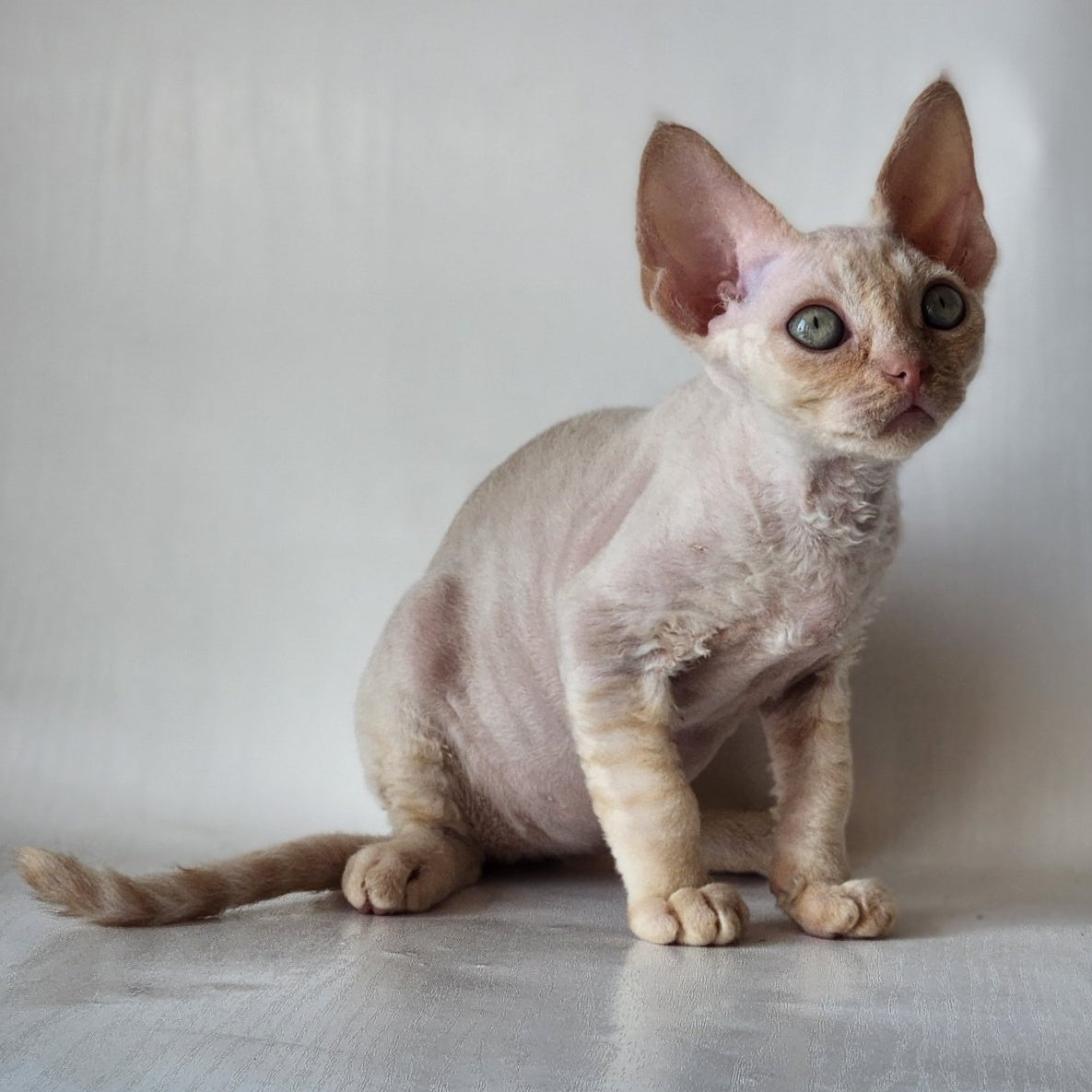 Oskar Devon Rex male, cream