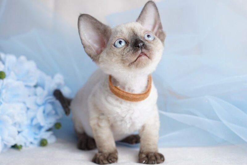 Oreo Devon Rex male, black pointed