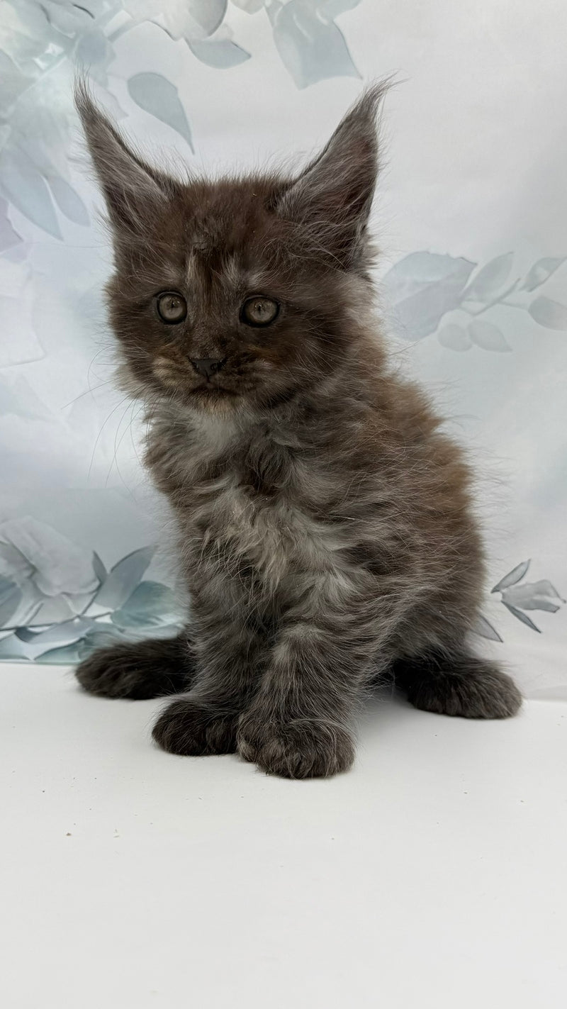 Archibald Maine Coon polydactyl male, black silver